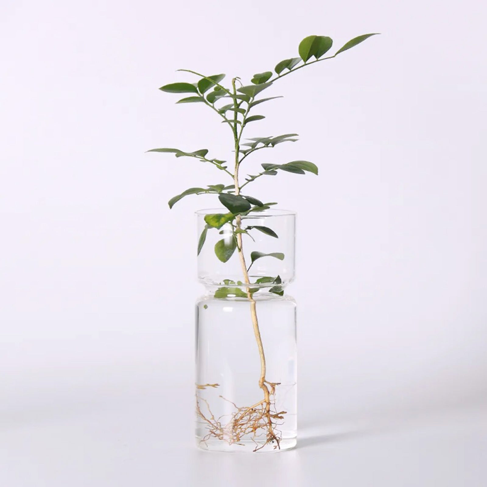 Decorative Glass Vase for Your Hydroponic Delights