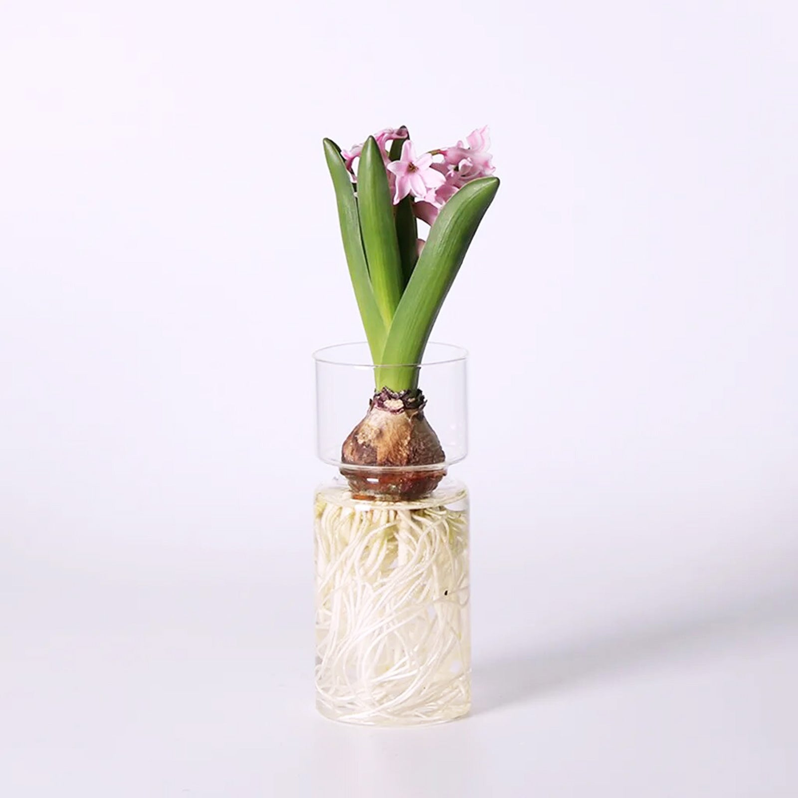Decorative Glass Vase for Your Hydroponic Delights