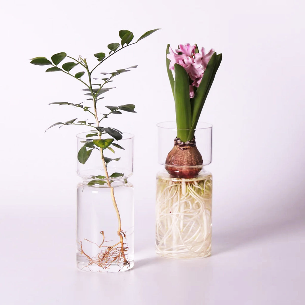 Decorative Glass Vase for Your Hydroponic Delights