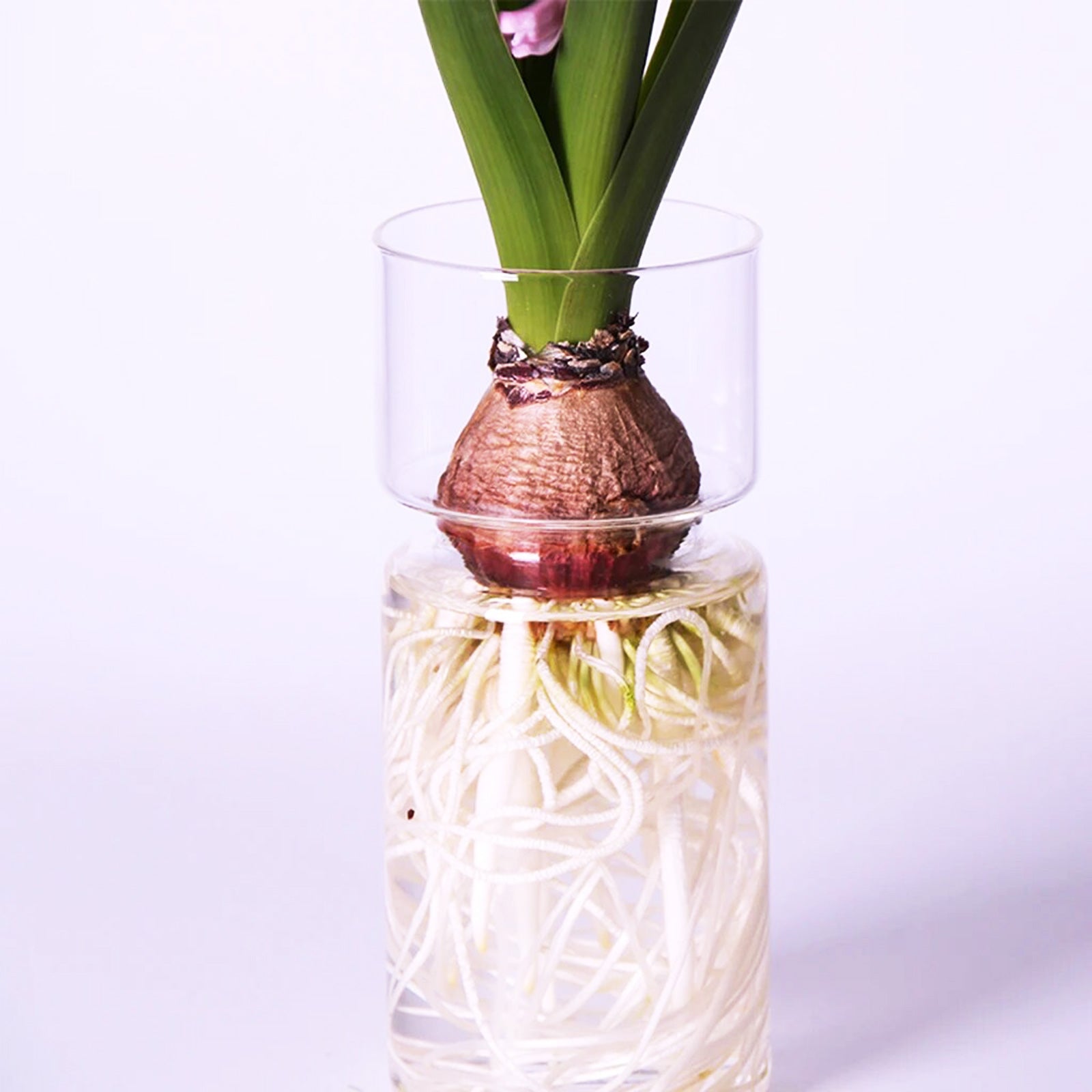Decorative Glass Vase for Your Hydroponic Delights