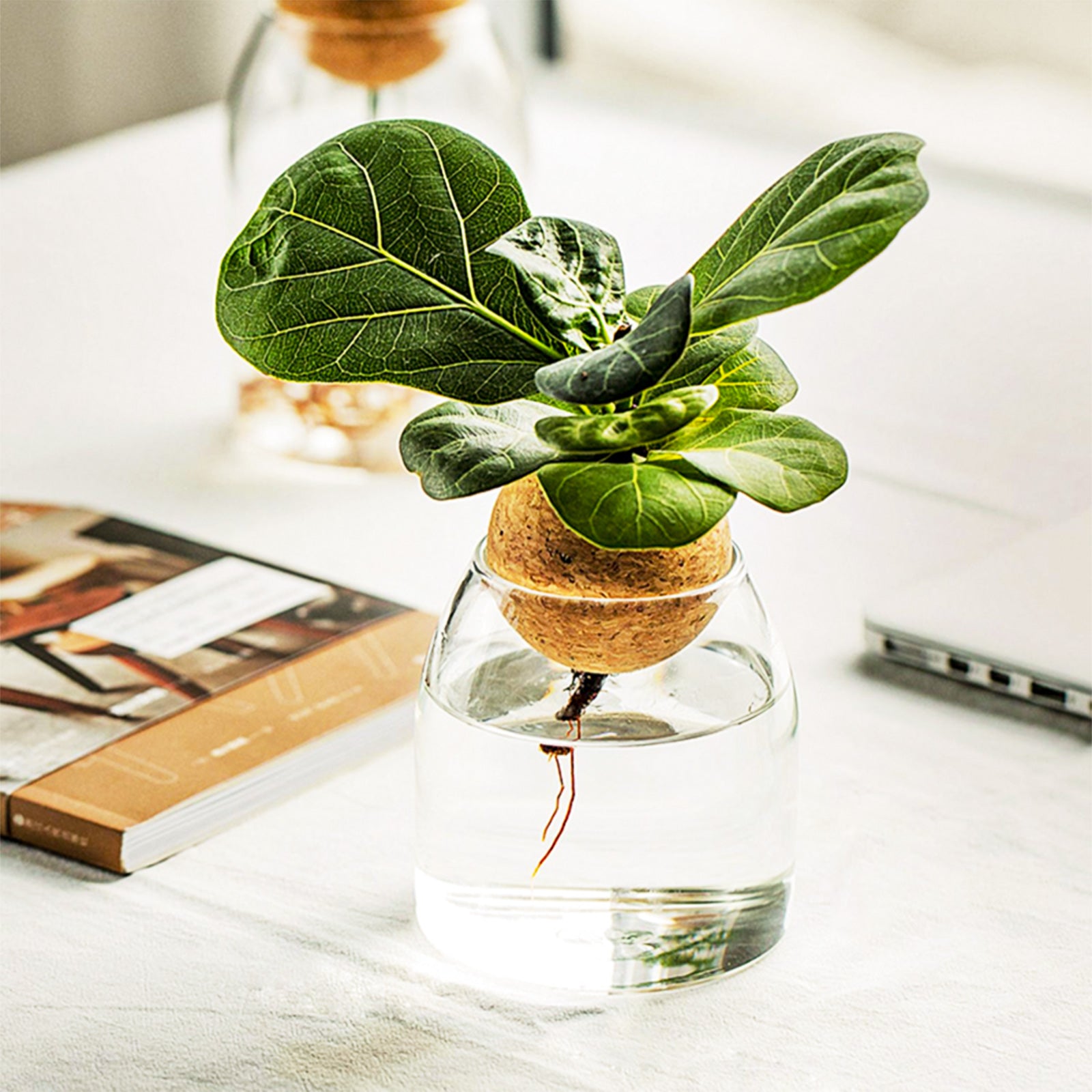 Dome-shaped Hydroponic Vase - A Green Wonderland