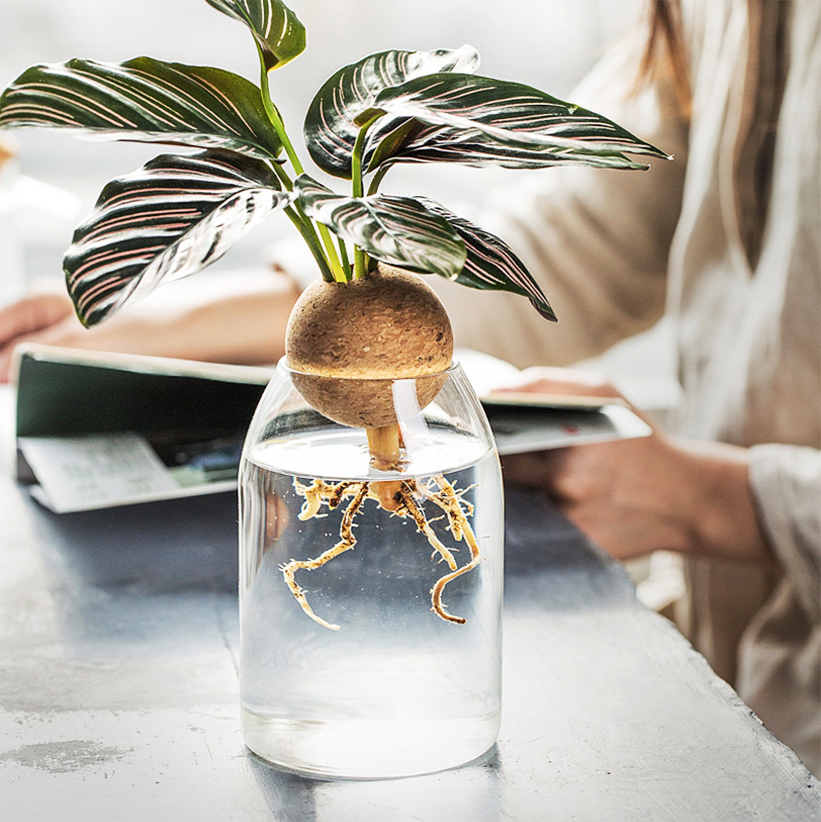 Dome-shaped Hydroponic Vase - A Green Wonderland