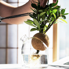 Dome-shaped Hydroponic Vase - A Green Wonderland