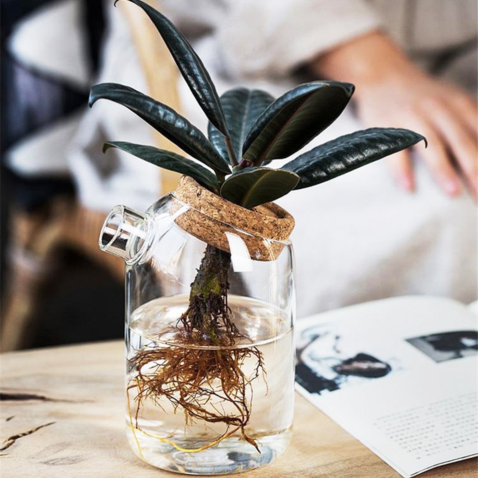 Dome-shaped Hydroponic Vase - A Green Wonderland