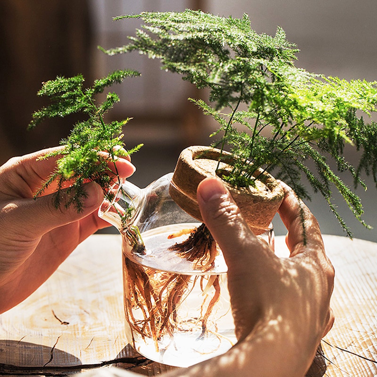 Dome-shaped Hydroponic Vase - A Green Wonderland