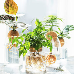 Dome-shaped Hydroponic Vase - A Green Wonderland