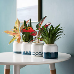 Charming Japanese-Style Planters - Infuse Your Space with Oriental Minimalism (4 styles)