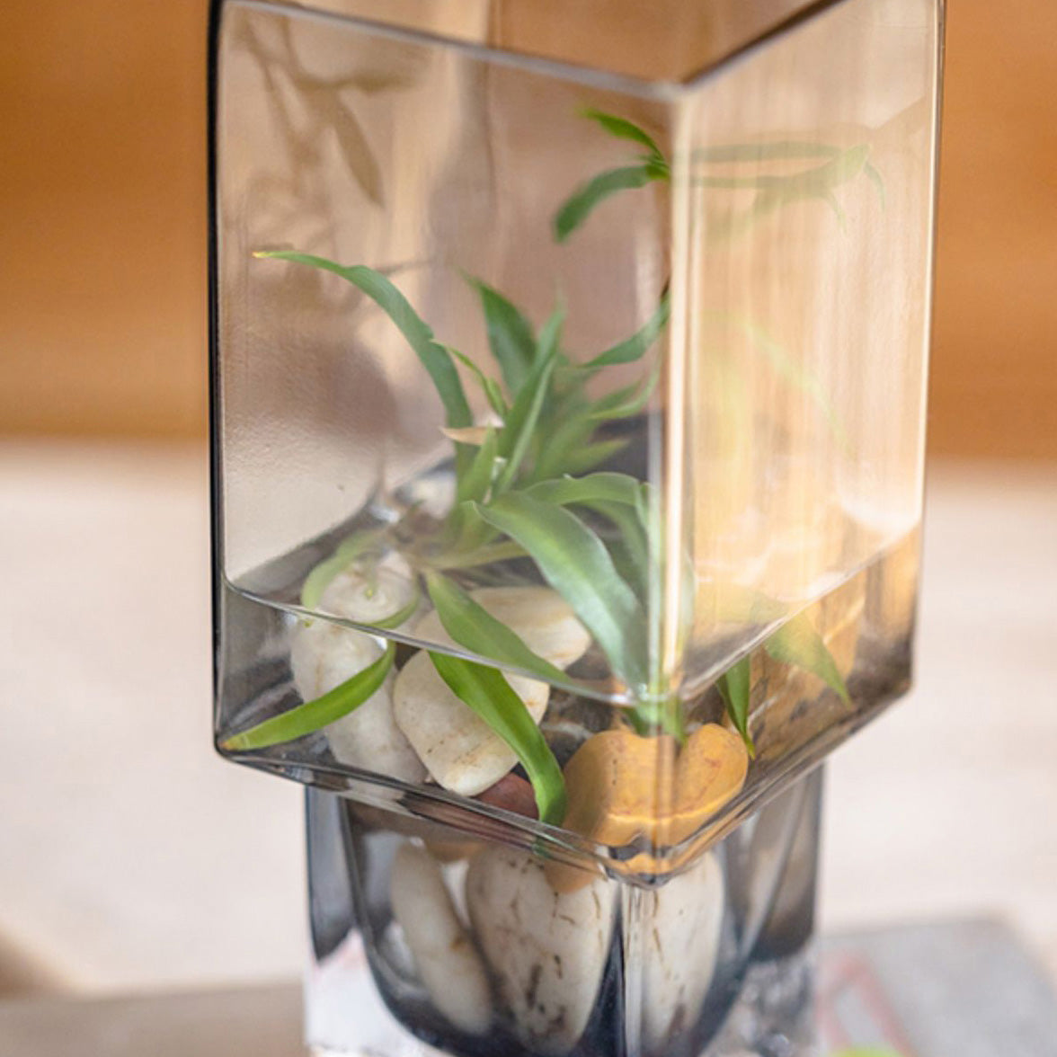 Square Glass Vase With Wooden Base For Hydroponics (2 sizes)