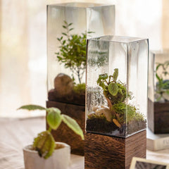 Square Glass Vase With Wooden Base For Hydroponics (2 sizes)
