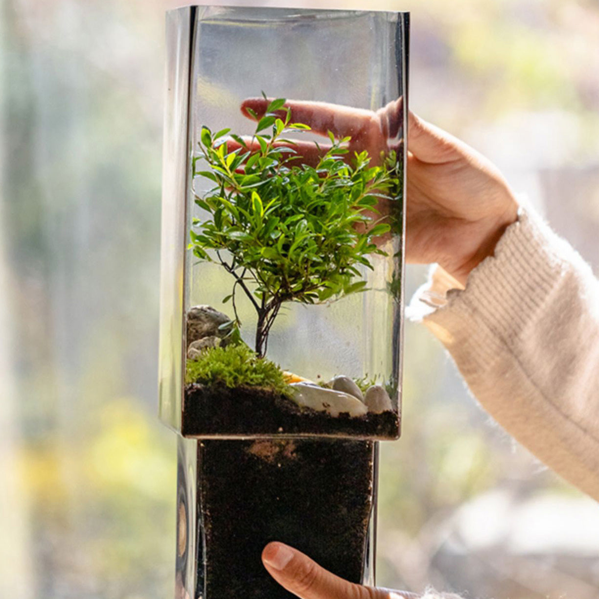 Square Glass Vase With Wooden Base For Hydroponics (2 sizes)