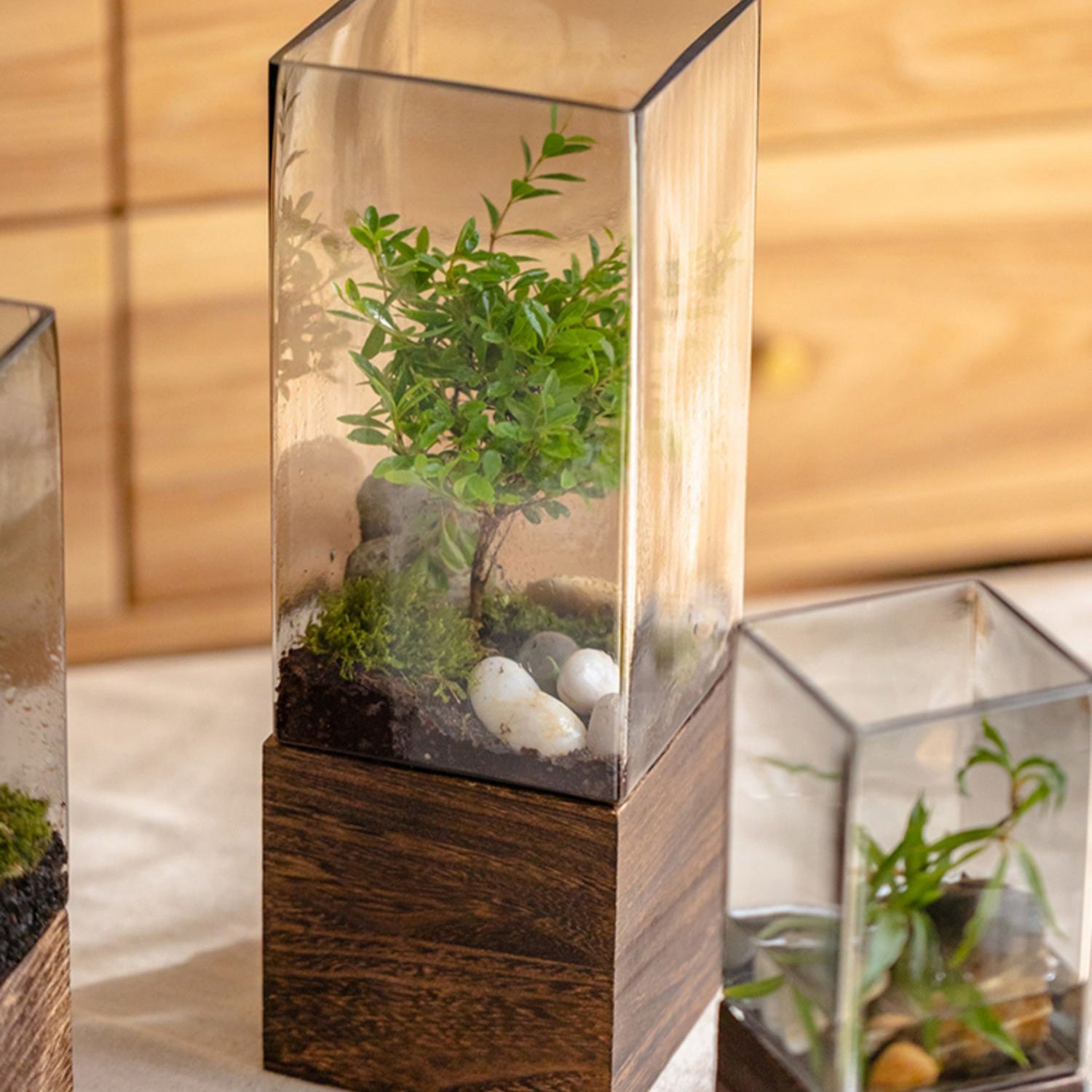 Square Glass Vase With Wooden Base For Hydroponics (2 sizes)